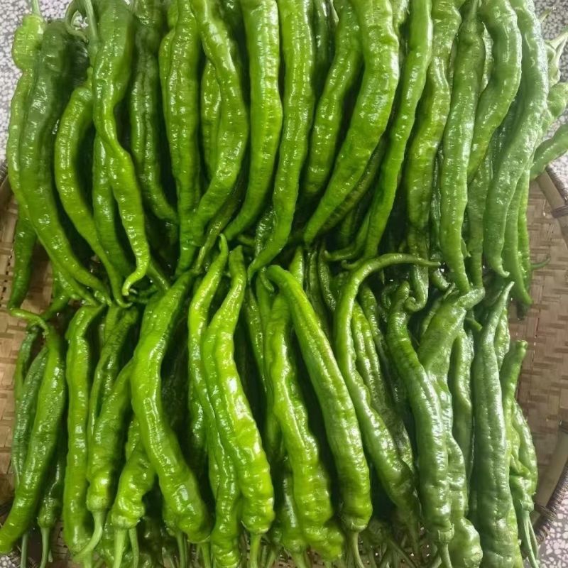 赣科软皮辣606早熟杂交软皮羊角椒种子皮薄肉脆香辣无渣