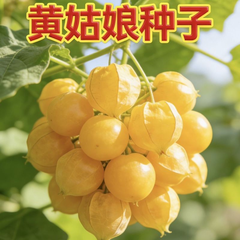 金童黄姑娘种子香甜可口皮薄肉厚甜度高蔬菜水果种子北方特色