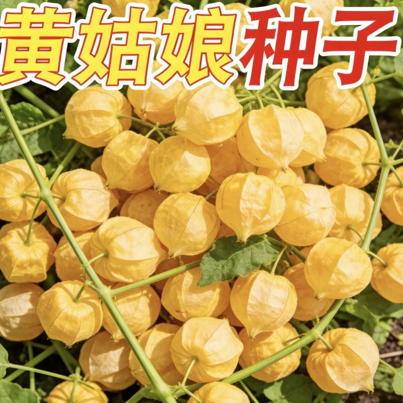 金童黄姑娘种子香甜可口皮薄肉厚甜度高蔬菜水果种子北方特色