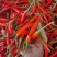 天香211杂交一代大果型朝天椒原装辣椒种子口感香辣抗病