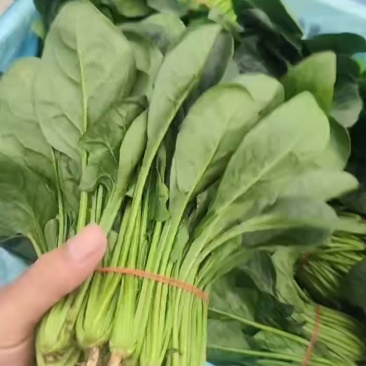 精品菠菜一天有上万斤需要的联系