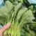 精品菠菜一天有上万斤需要的联系