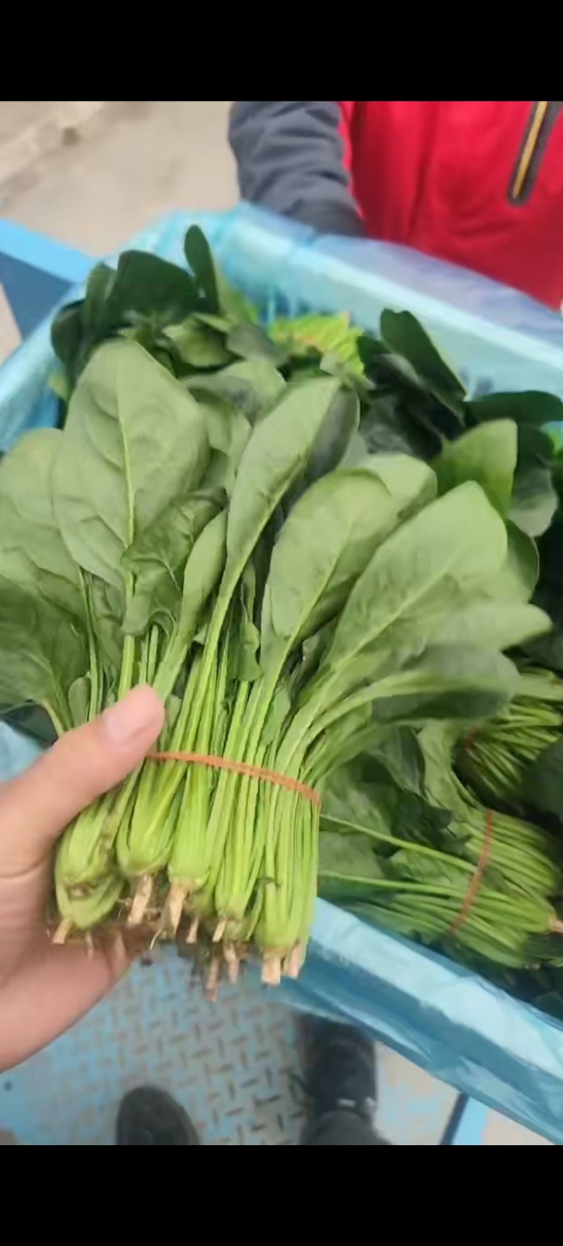 精品菠菜一天有上万斤需要的联系