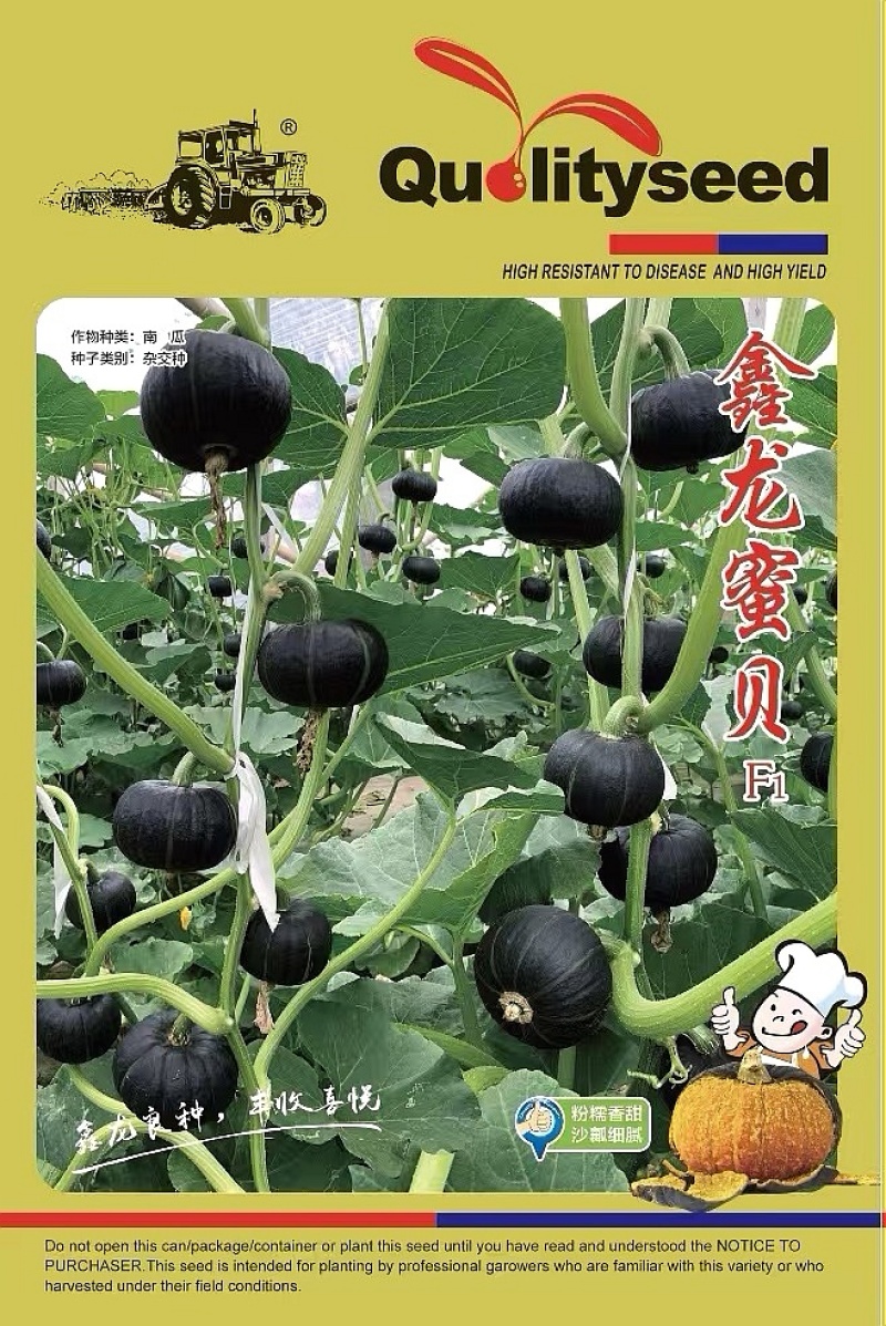 南瓜种子鑫龙蜜贝早熟贝贝南瓜结瓜多上色快爆粉香面