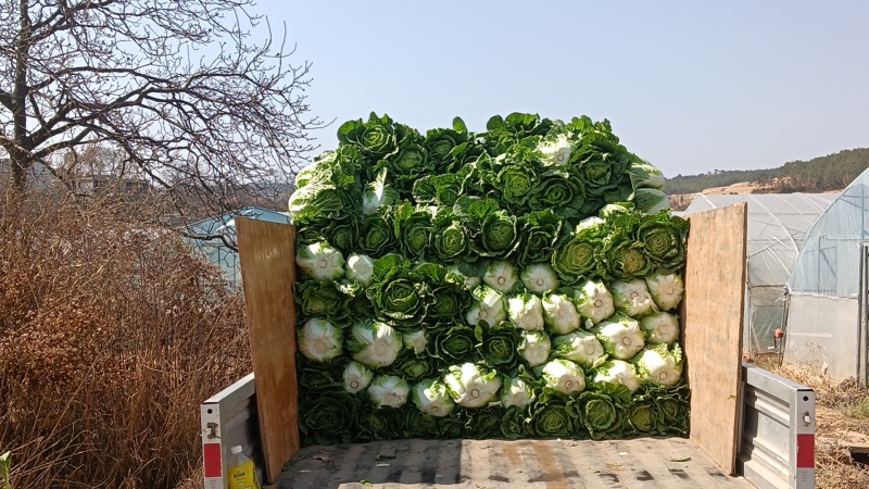 有没有要白菜的老板
