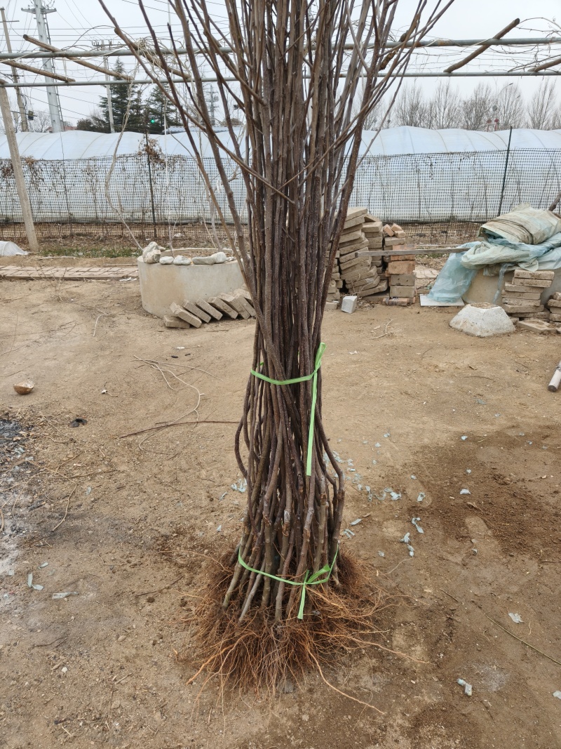 矮化自根砧苹果苗基地，众成华硕秦翠月香