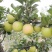 矮化自根砧苹果苗基地，众成华硕秦翠月香
