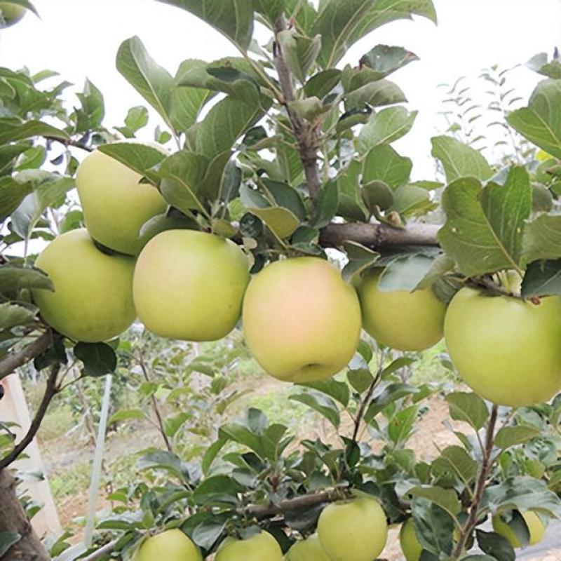 矮化自根砧苹果苗基地，众成华硕秦翠月香