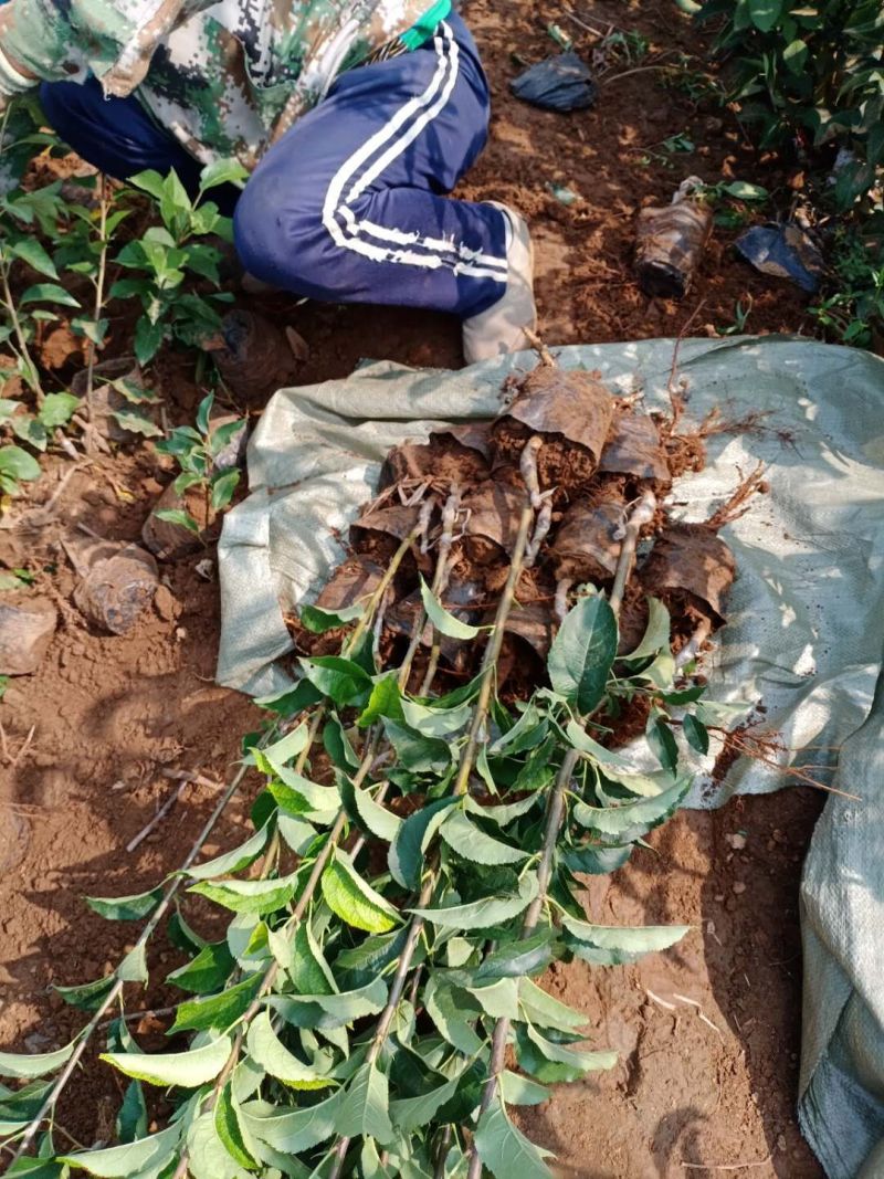 矮化自根砧苹果苗基地，众成华硕秦翠月香