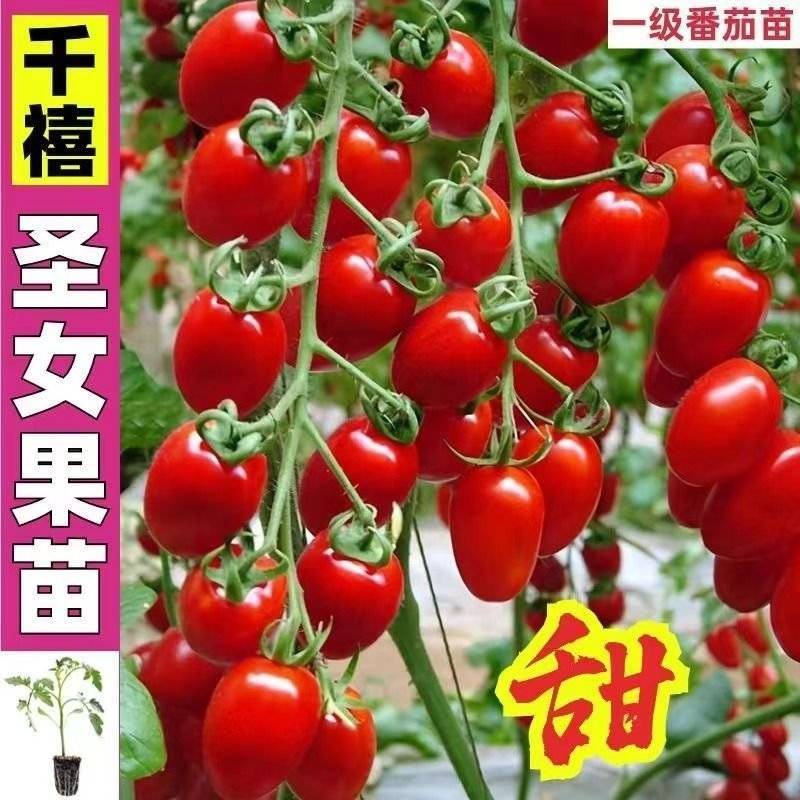 红圣女果苗黄圣女果基地直发