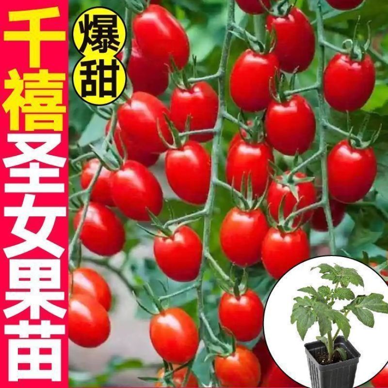 红圣女果苗黄圣女果基地直发