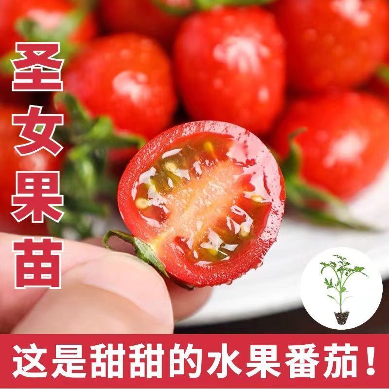 红圣女果苗黄圣女果基地直发