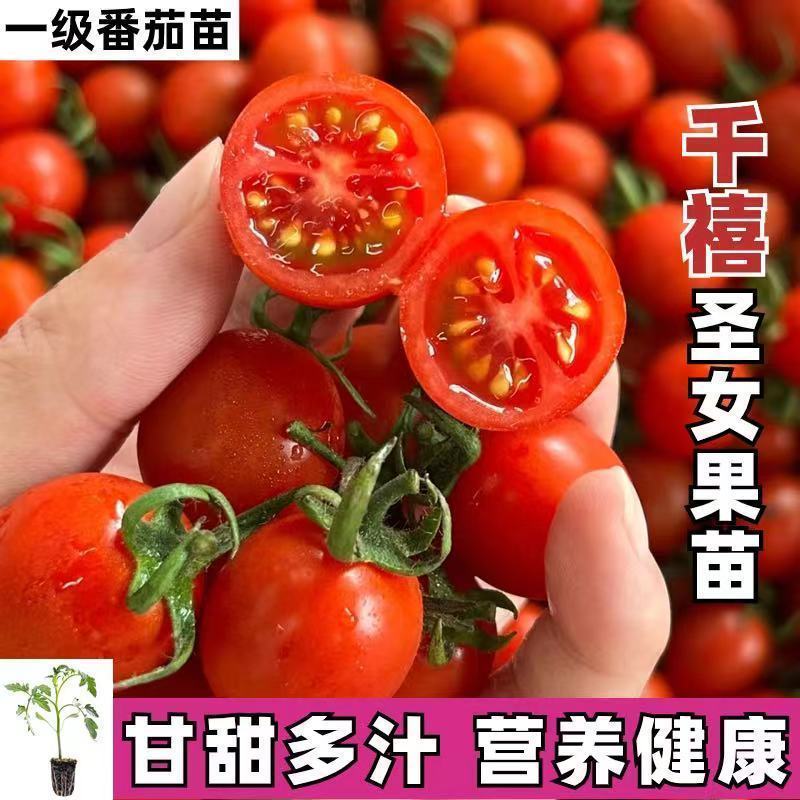 红圣女果苗黄圣女果基地直发