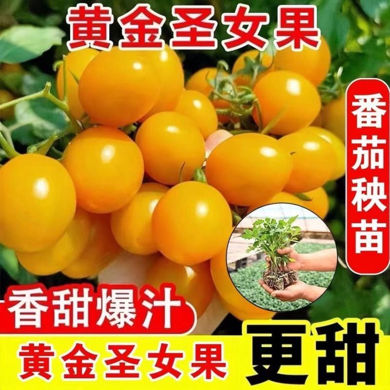 红圣女果苗黄圣女果基地直发