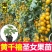 红圣女果苗黄圣女果基地直发