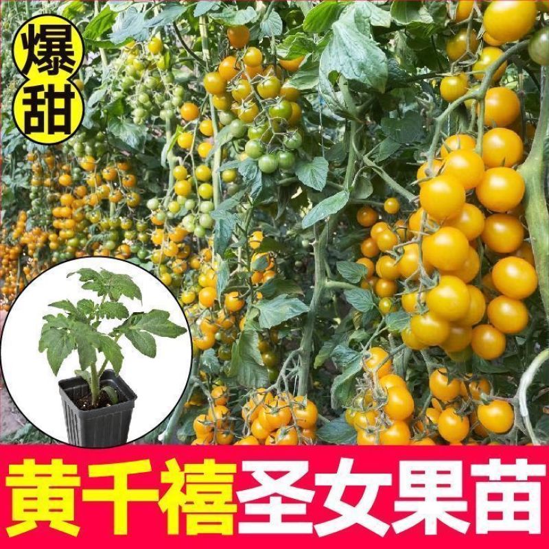 红圣女果苗黄圣女果基地直发