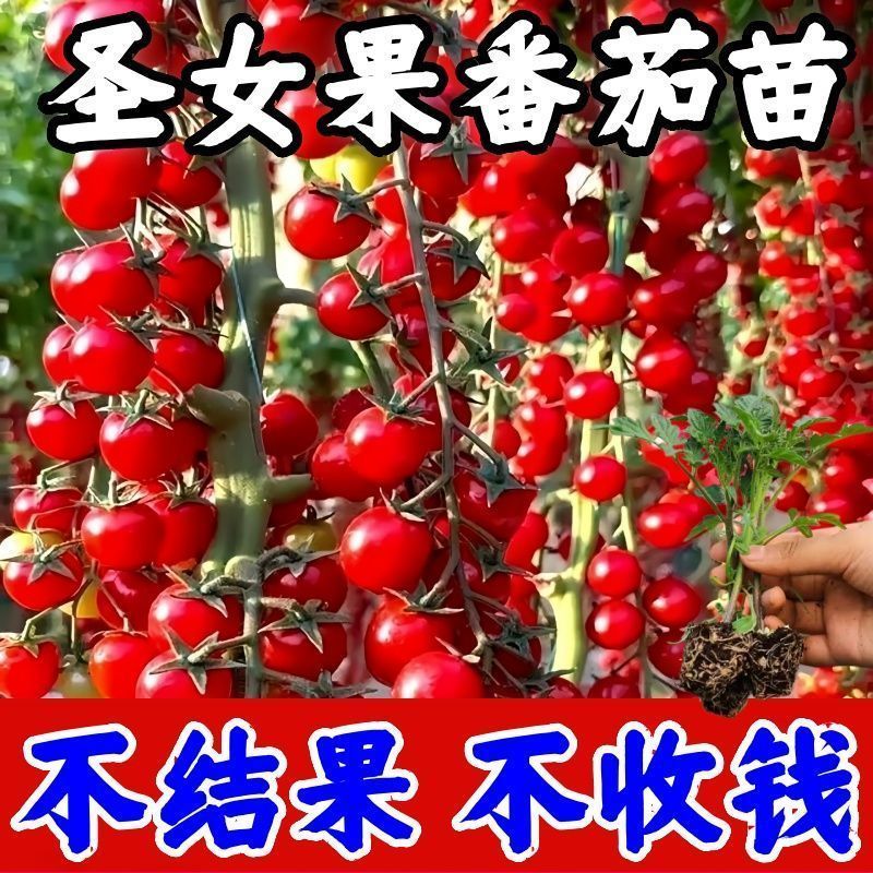 红圣女果苗黄圣女果基地直发