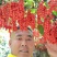 五味子种苗，正宗北五味，晚熟不掉果品种
