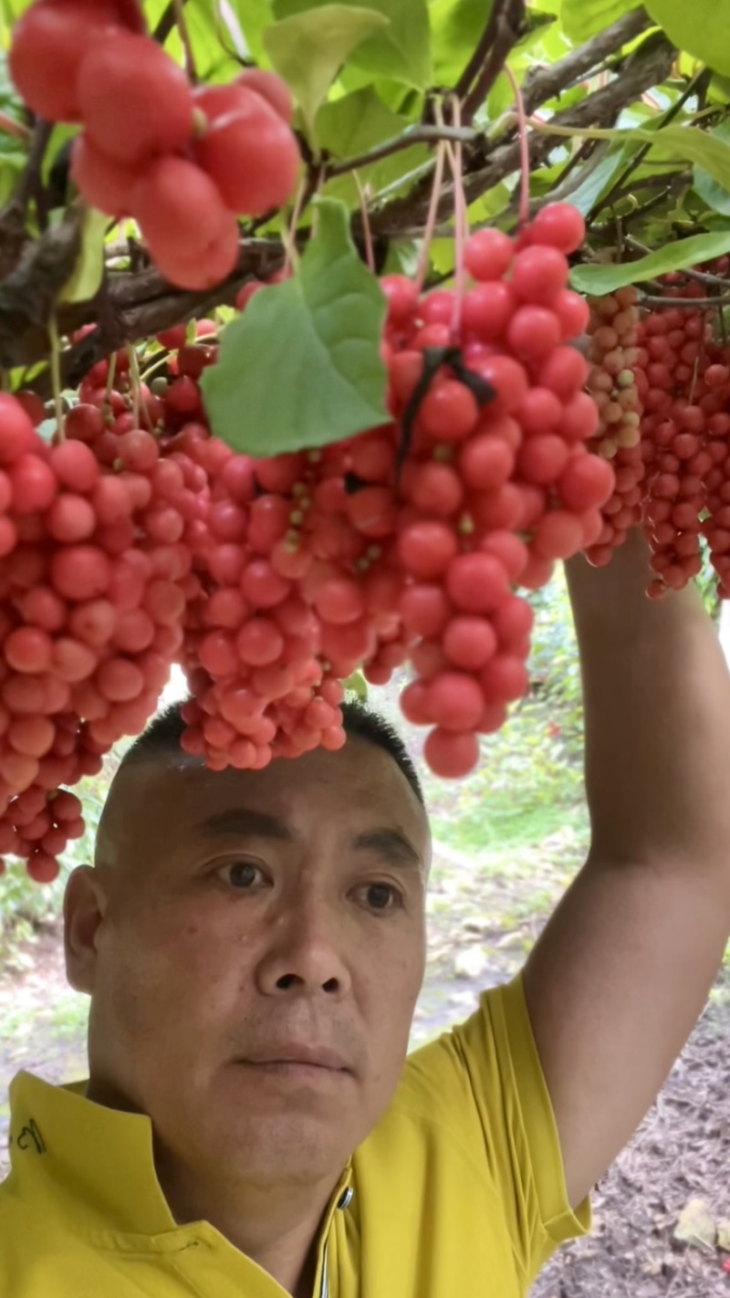五味子种苗，正宗北五味，晚熟不掉果品种