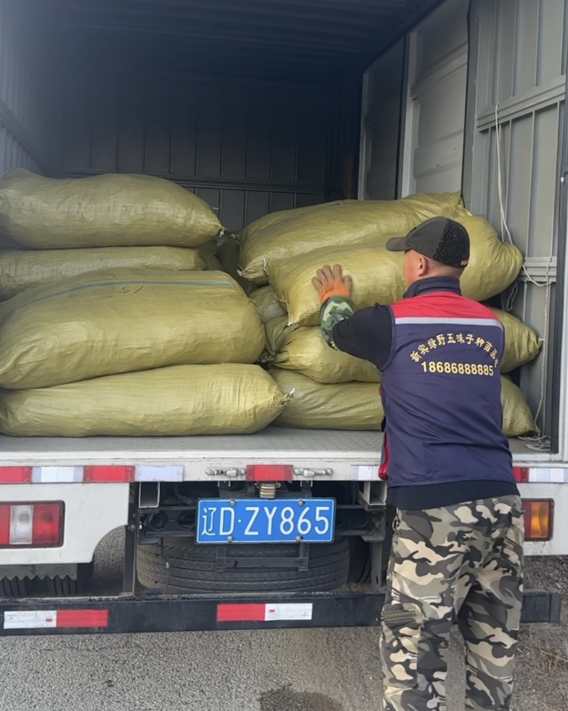 五味子种苗，正宗北五味，晚熟不掉果品种