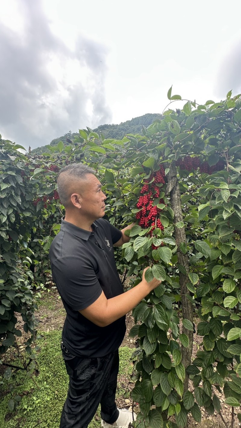 五味子种苗，正宗北五味，晚熟不掉果品种