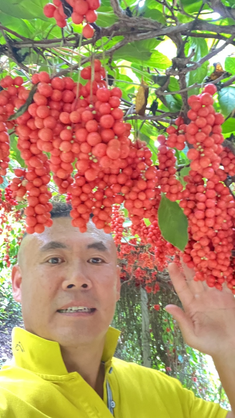 五味子种苗，正宗北五味，晚熟不掉果品种