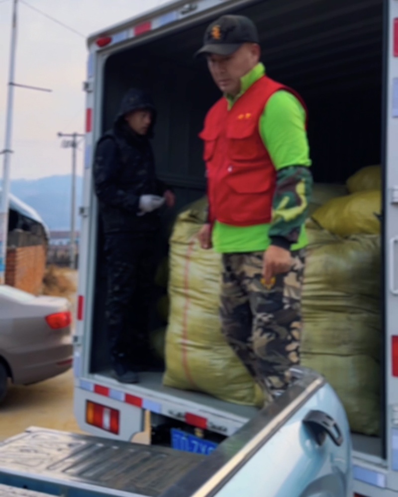 五味子种苗，正宗北五味，晚熟不掉果品种