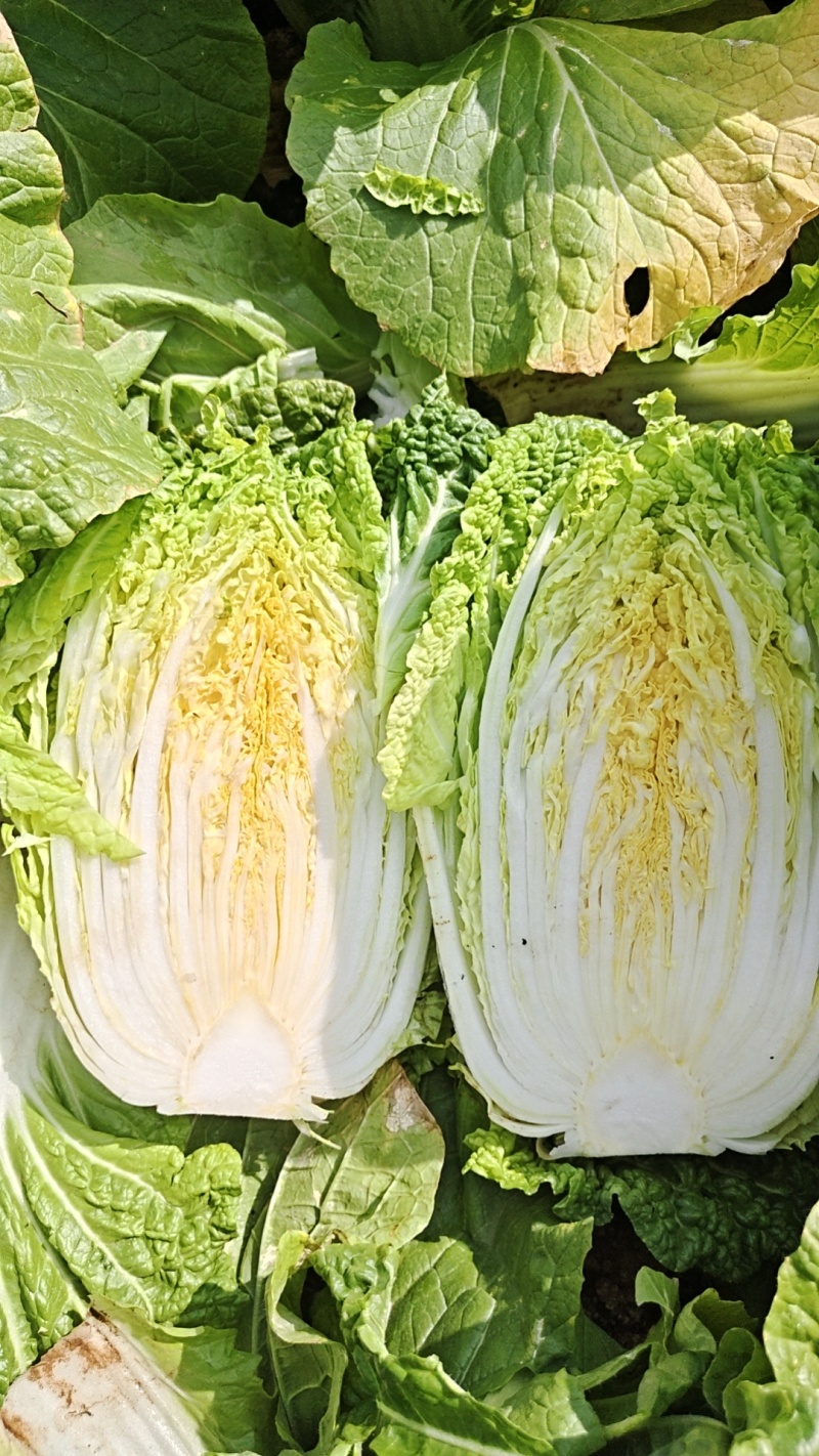 高山黄心大白菜，质量三包