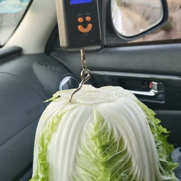 高山黄心大白菜，质量三包