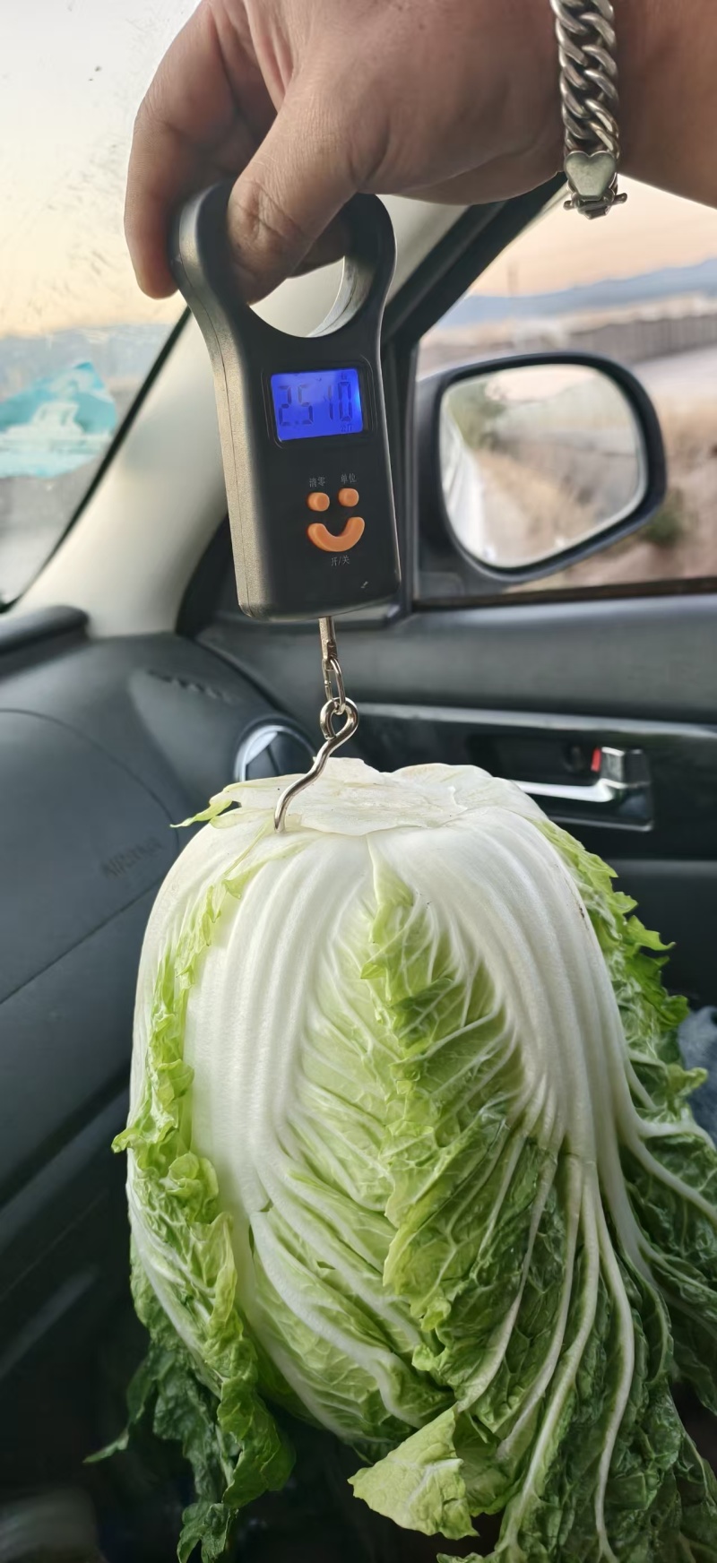 高山黄心大白菜，质量三包