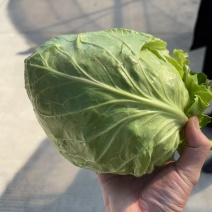 软甘蓝