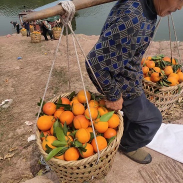 重庆血橙熟了，欢迎各位朋友前来订购，