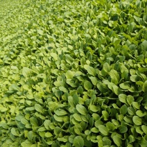 鸡毛菜种子