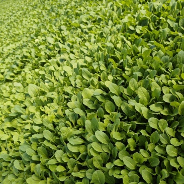 鸡毛菜种子