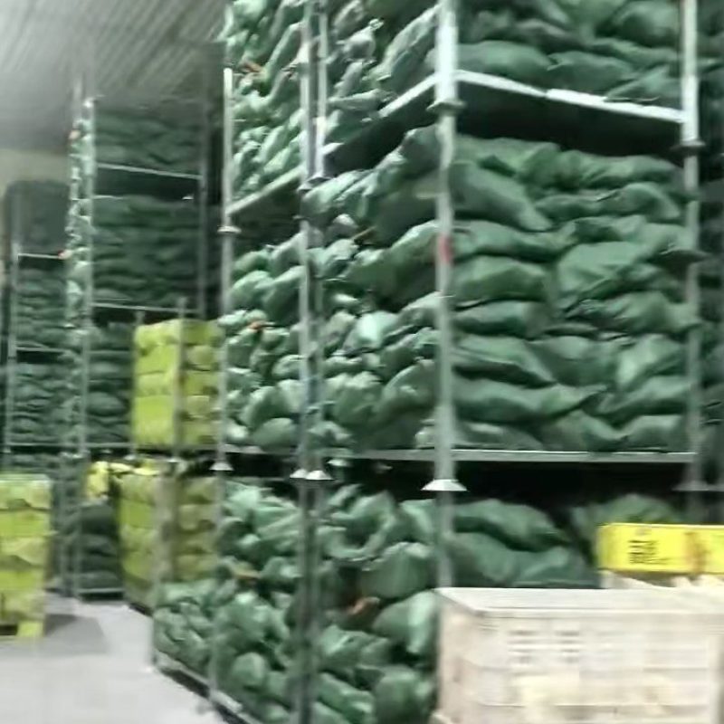 大量出售五彩糯玉米白糯玉米