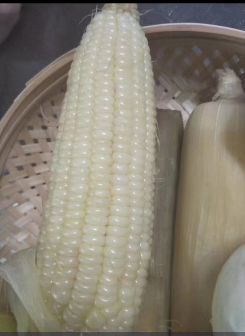 大量出售五彩糯玉米白糯玉米