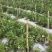 广西玉林产区人参果大量上市自家种植品质优良一手货源量大