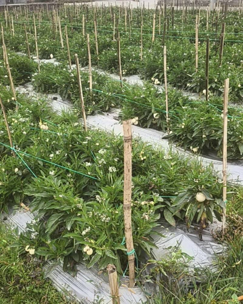 广西玉林产区人参果大量上市自家种植品质优良一手货源量大