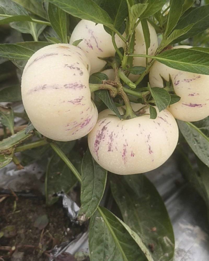 广西玉林产区人参果大量上市自家种植品质优良一手货源量大