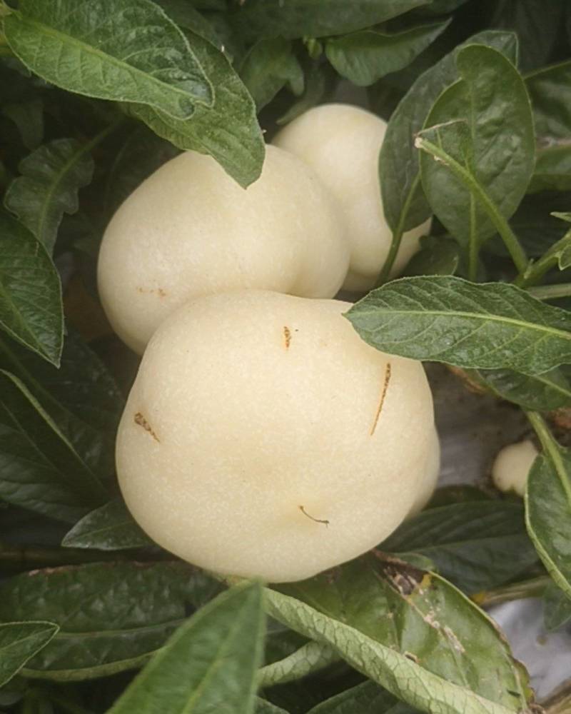 广西玉林产区人参果大量上市自家种植品质优良一手货源量大