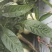 广西玉林产区人参果大量上市自家种植品质优良一手货源量大