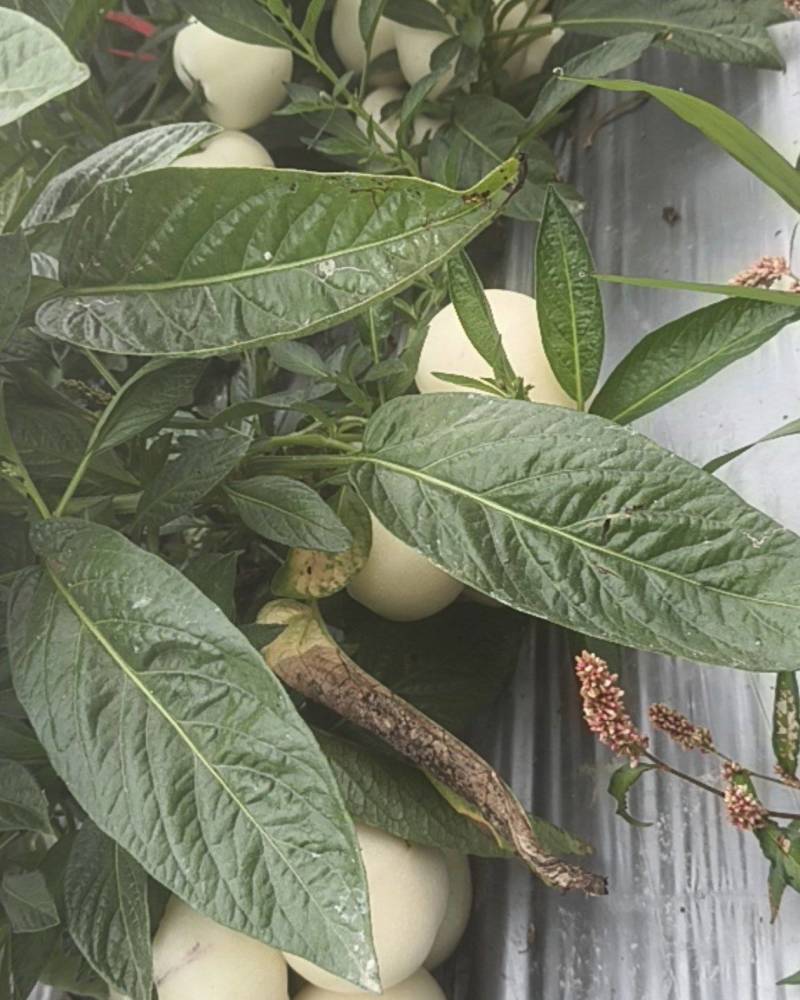 广西玉林产区人参果大量上市自家种植品质优良一手货源量大
