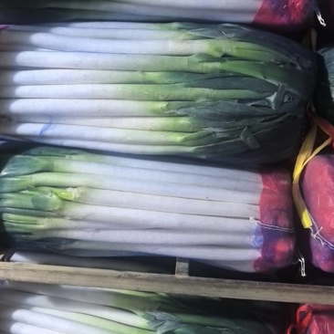 精品大葱