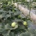 山东省头茬小蜜蜂甜瓜早甜脆新鲜直供，清香脆甜爽口，原产地