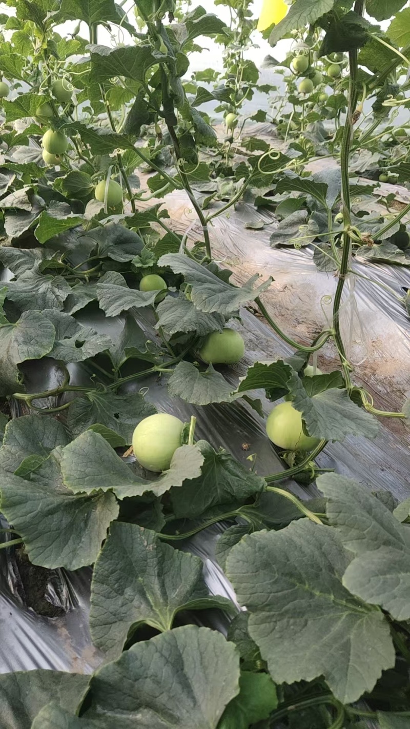 山东省头茬小蜜蜂甜瓜早甜脆新鲜直供，清香脆甜爽口，原产地