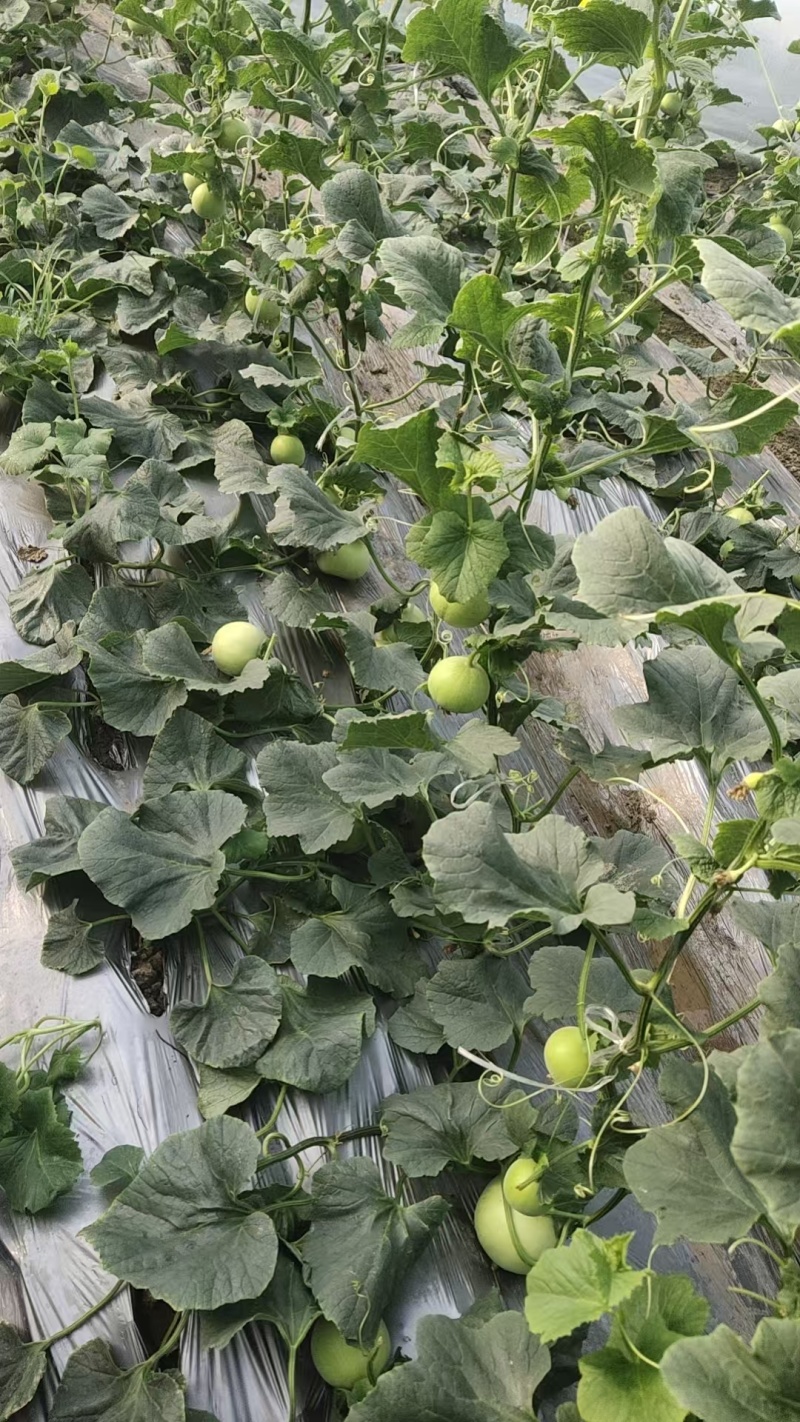 山东省头茬小蜜蜂甜瓜早甜脆新鲜直供，清香脆甜爽口，原产地