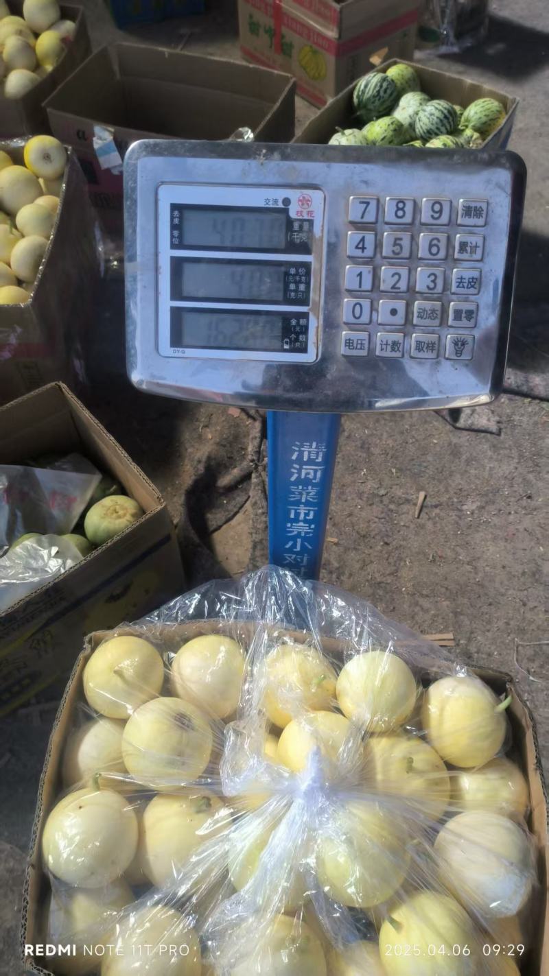 山东省头茬小蜜蜂甜瓜早甜脆新鲜直供，清香脆甜爽口，原产地