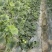 山东省头茬小蜜蜂甜瓜早甜脆新鲜直供，清香脆甜爽口，原产地