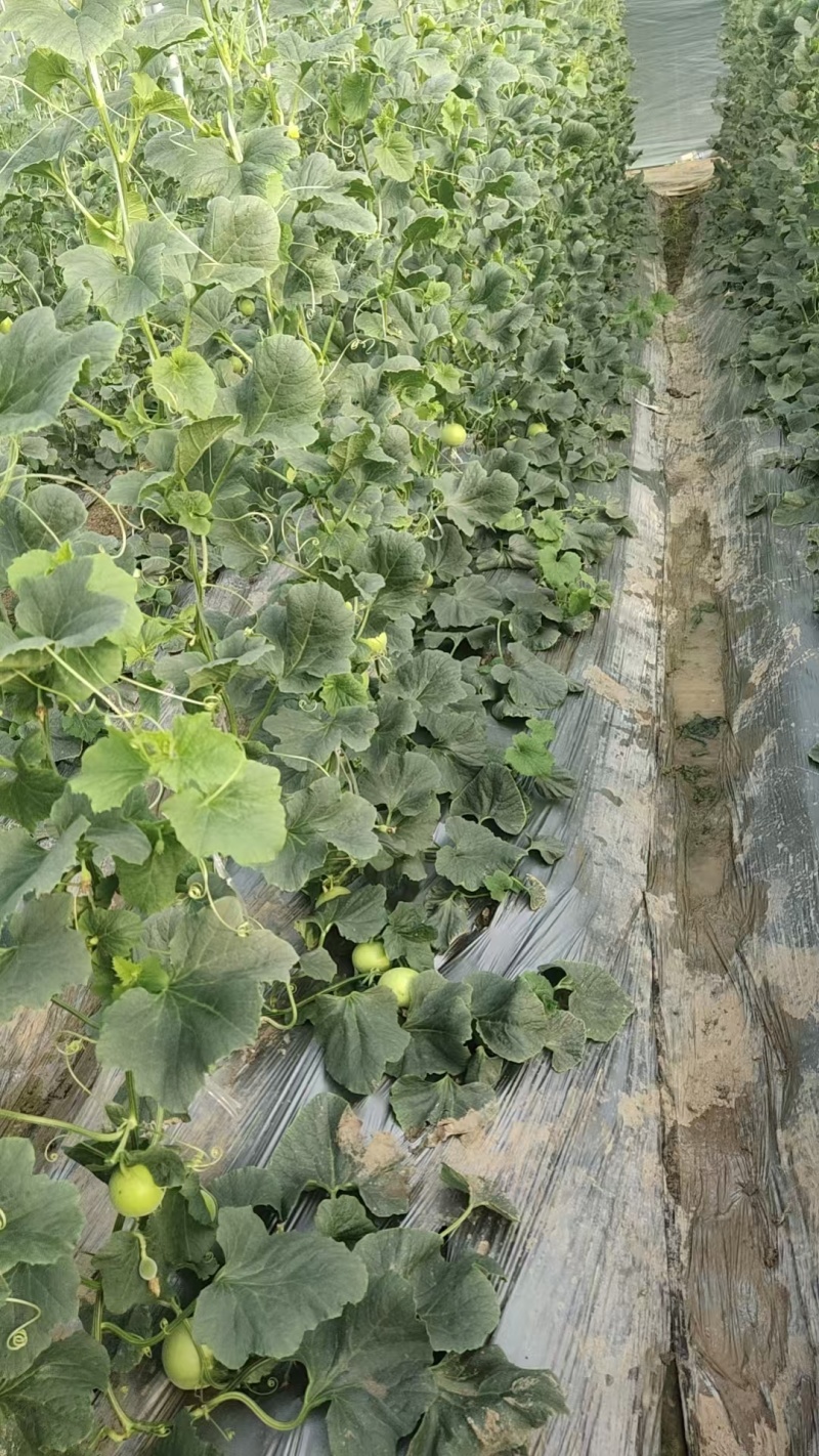 山东省头茬小蜜蜂甜瓜早甜脆新鲜直供，清香脆甜爽口，原产地