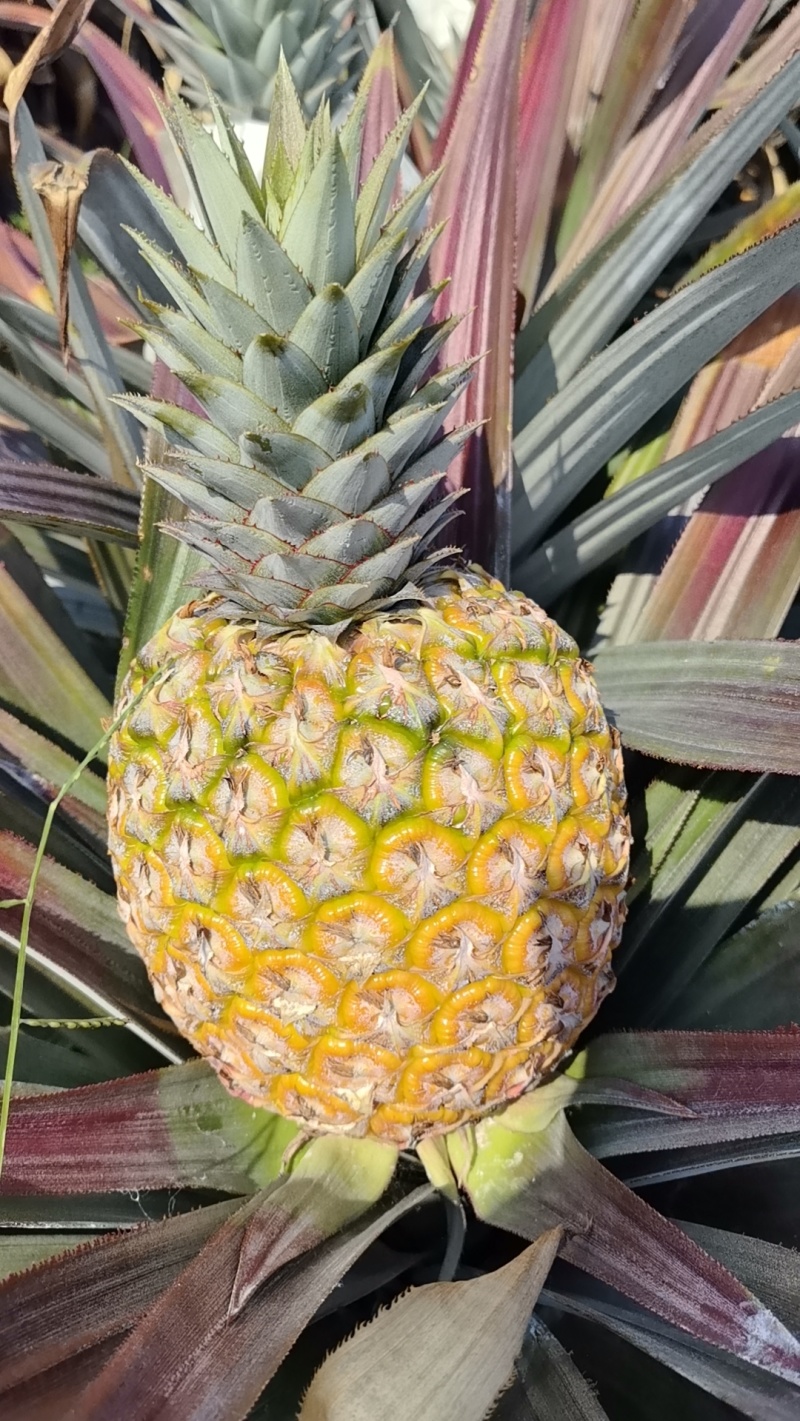 海南热带水果